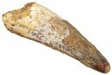 Fossil Spinosaurus Tooth - Real Dinosaur Tooth #322301-1